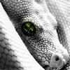 Apophis